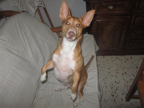 precio podenco andaluz